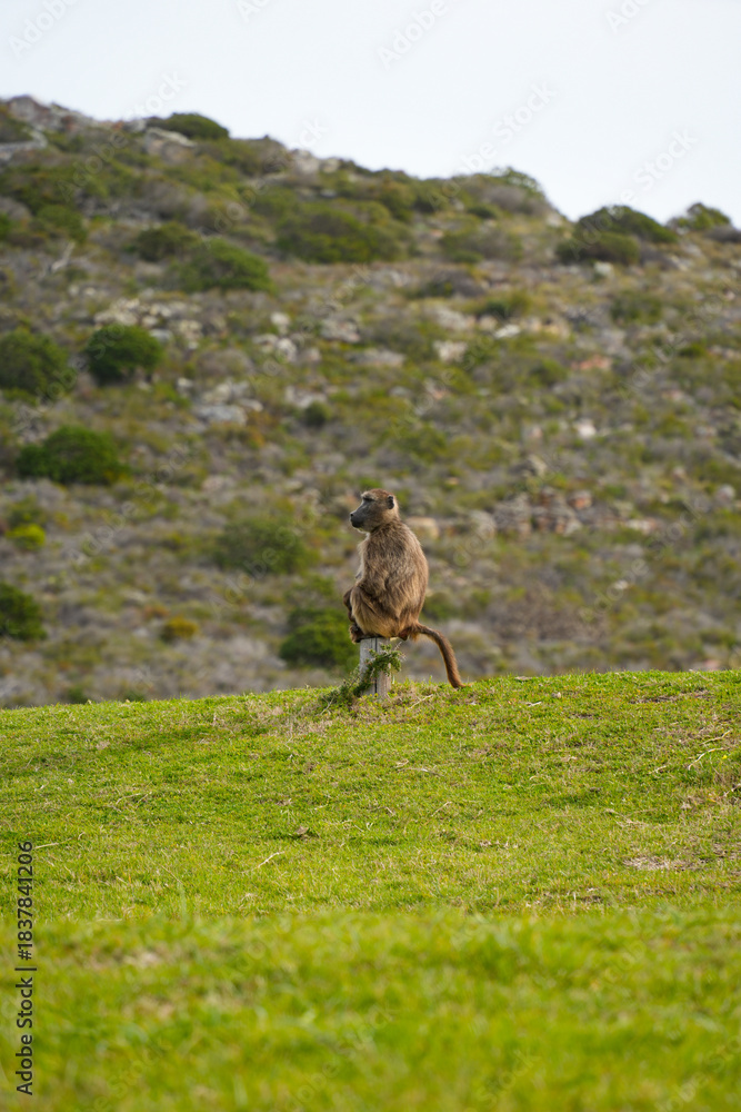 Obraz premium Playful monkey in its natural habitat, highlighting its charm and lively personality.