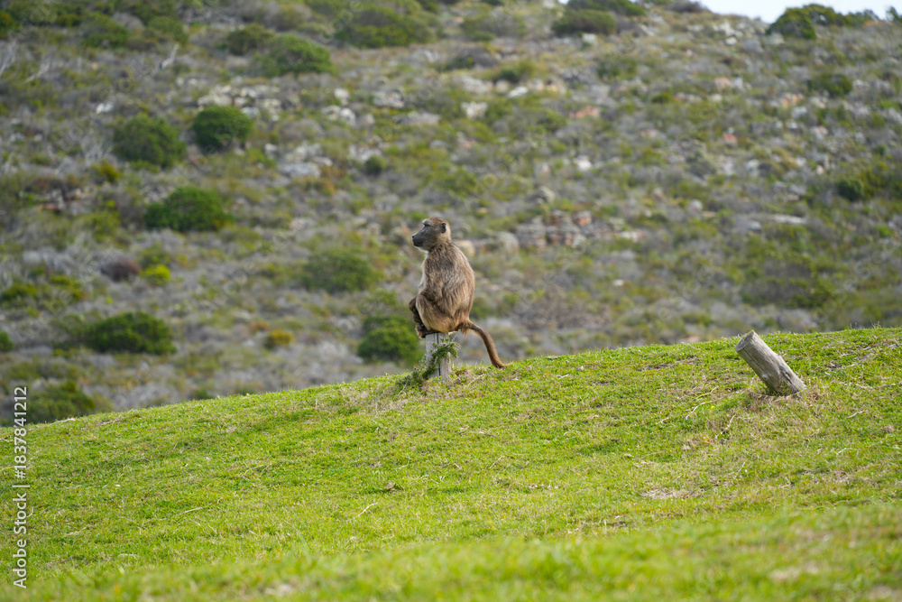 Obraz premium Playful monkey in its natural habitat, highlighting its charm and lively personality.