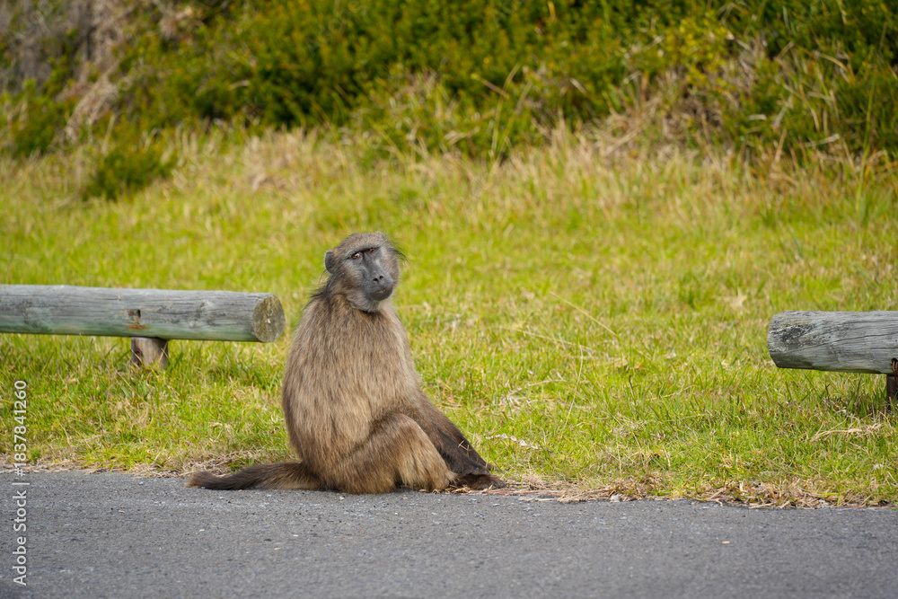 Obraz premium Playful monkey in its natural habitat, highlighting its charm and lively personality.