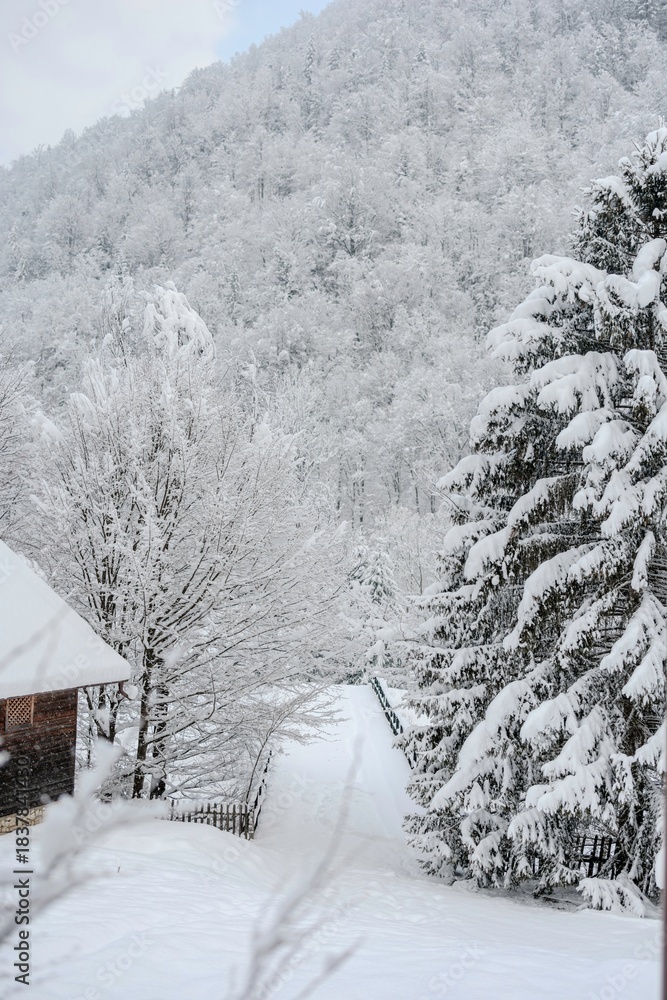 Fototapeta premium A snow-covered path winds toward a dense forest in winter. A house stands to the left, trees dusted in white line the trail, creating a serene scene in nature