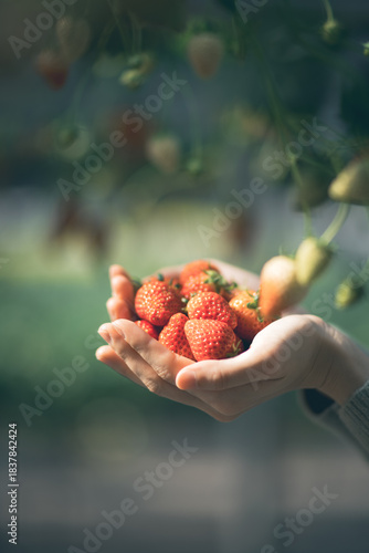 イチゴ狩りでとれたイチゴ