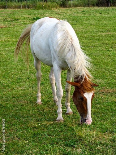 Horse on a grass field