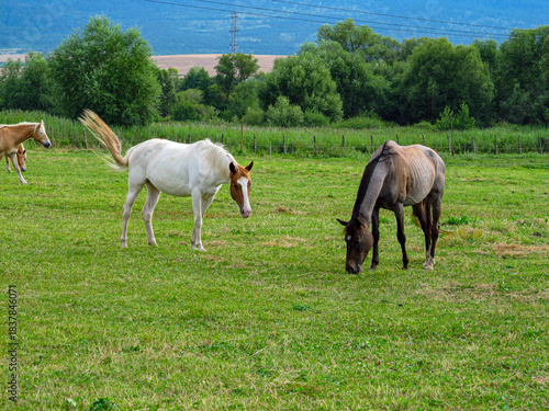Horse on a grass field