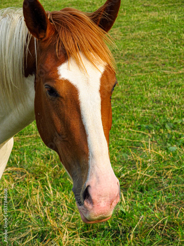 Horse on a grass field