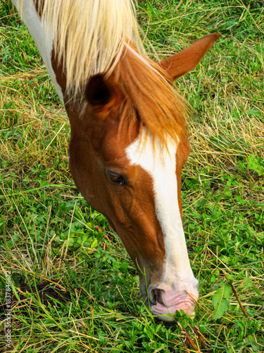 Horse on a grass field