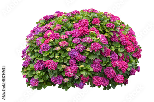 Vibrant hydrangea macrophylla bush with pink and purple blossoms isolated transparent png