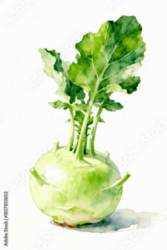 Garden Green turnip cabbage isolated watercolor vector illustration svg