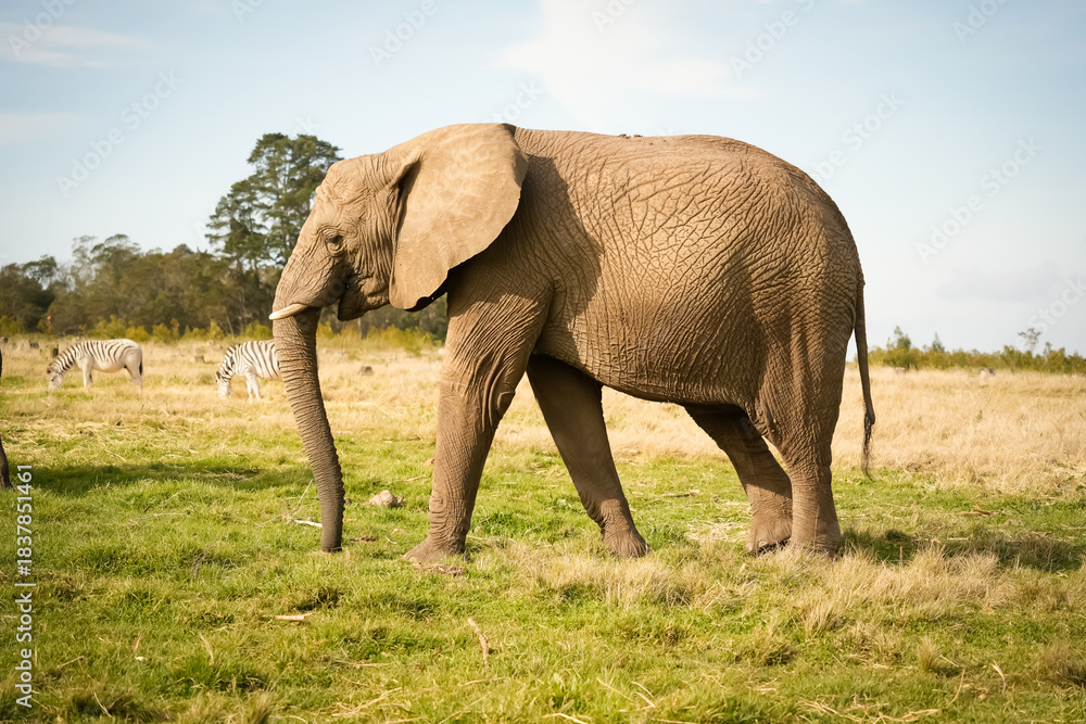Obraz premium Close-up view of an African elephant in the savanna, surrounded by golden vegetation. Detailed texture of the animal’s skin emphasized by natural light.