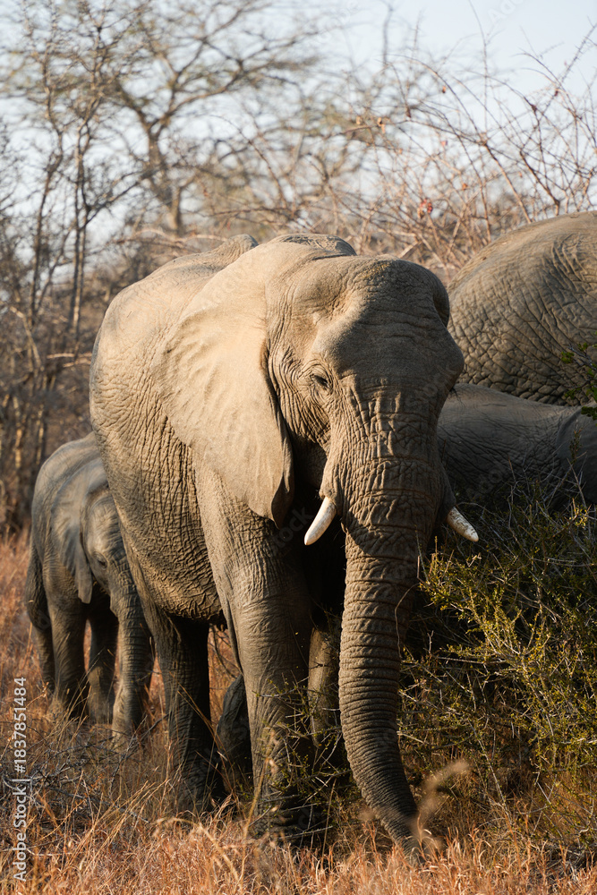 Obraz premium Elephant walking along a forest path, with sunlight filtering through the canopy. Majestic animal moving through a serene woodland environment.