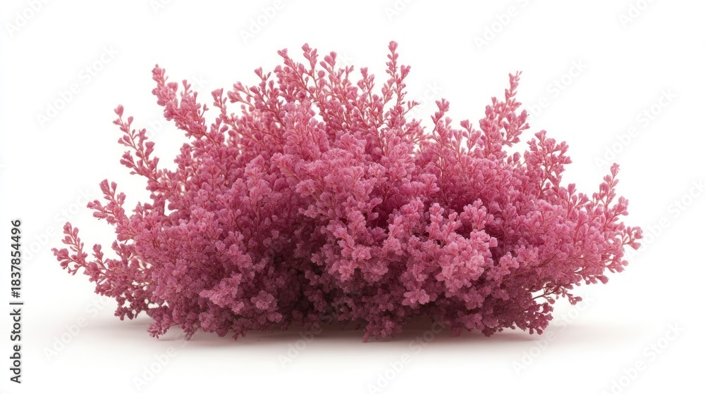 Fototapeta premium Pink bush isolated on white background for design use