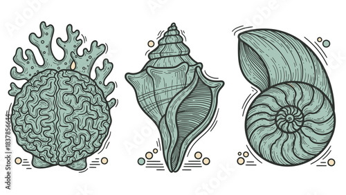 A detailed illustration of three distinct marine shells and coral, presented in a vintage, etched style with a teal color palette.