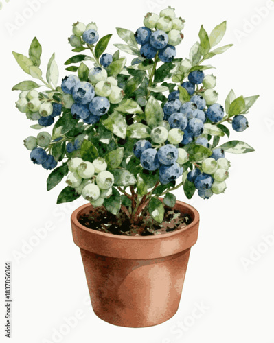  Small Bush Potted Blueberry isolated watercolor vector illustration svg
