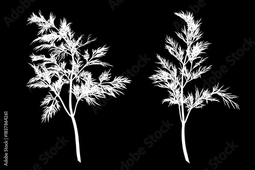 Dill plant monochrome botanical fragrant herbs set, clip art drawing isolated. Graphic hand drawn ink black and white vector. Good for cooking, restaurant, menu, garden, package, spa, decoration
