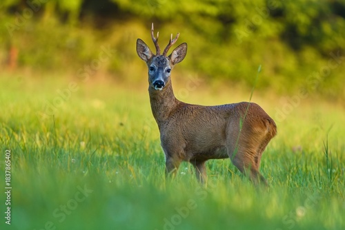 A beautiful portrait of a roebuck in the nature habitat. Capreolus capreolus. A deer stands in the grass in the beautiful golden evening light.