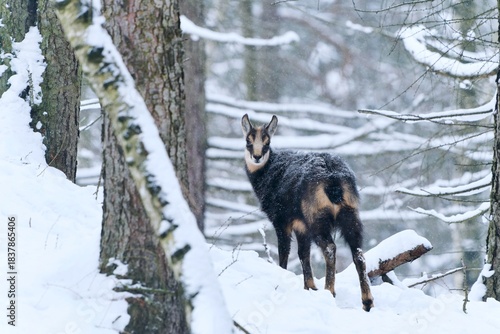 Winter scene with a beautiful chamois. A chamois in winter forest.  Rupicapra rupicapra