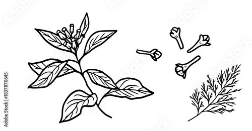 Sprigs and spices of cloves, dill, black and white sketch. Vector illustration. A set of kitchen herbs, isolated on a white background. For menus, recipes, for printing on textiles and on packages,