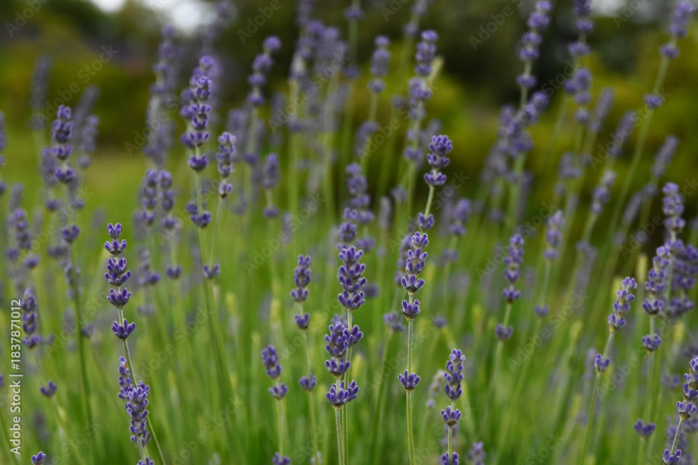 Obraz premium Purple narrow-leaf lavender close-up