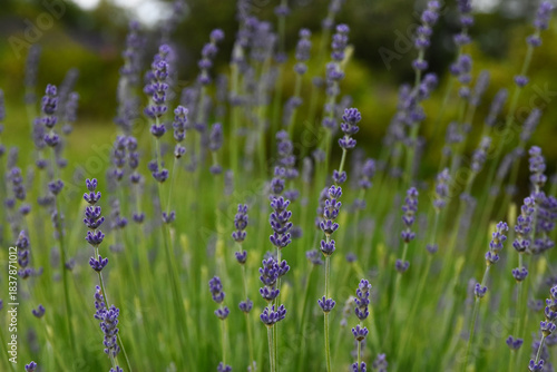 Purple narrow-leaf lavender close-up