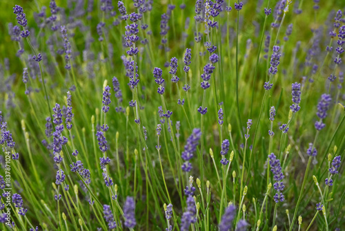 Purple narrow-leaf lavender close-up