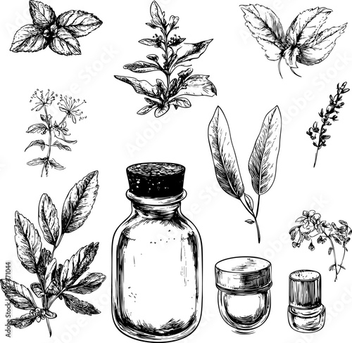 Collection of botanical illustrations featuring various herbs and a glass bottle