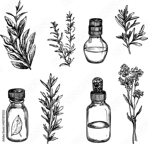 Hand-drawn botanical illustrations featuring various herbs and essential oil bottles