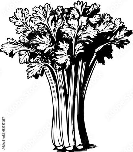 Fresh green celery stalks arranged in a vibrant bunch