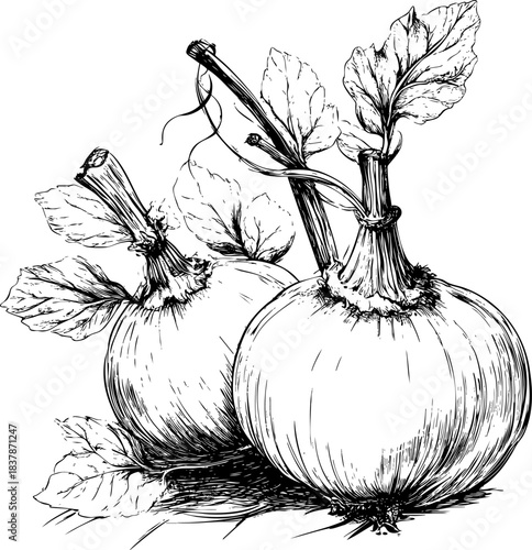 Hand-drawn illustration of two onions with leafy stems