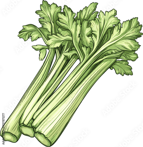 Fresh green celery with long stalks and leafy tops