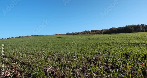 new green wheat sprouts illuminated by bright sunlight in the autumn season and a forest on the horizon, a monocultural field with lots of wheat sprouts and a forest with a blue sky