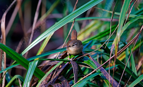 Wren searching for food in the woods