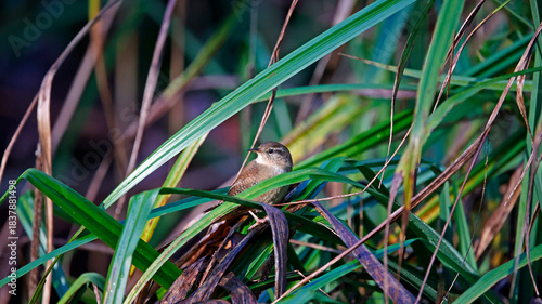 Wren searching for food in the woods