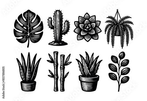 Set of engraved houseplants and succulents in black and white, including monstera, cactus, aloe, and fern — stock vector.