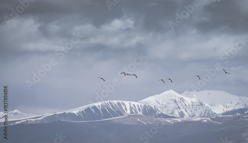 Red ducks fly and flap their wings, in the Tien Shan Mountains on In the Pamirs, against the backdrop of majestic mountain ranges with snow and glaciers, wild ducks in flight
