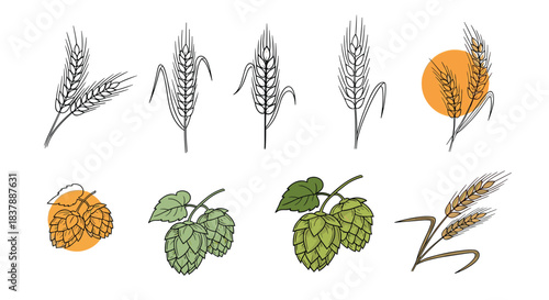 A collection of hand-drawn wheat and hops illustrations in various styles perfect for beer branding brewery logos and bakery designs.