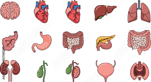 Illustration of various human organs including brain, heart, liver, lungs, stomach, intestines, kidneys, and bladder on a white background.