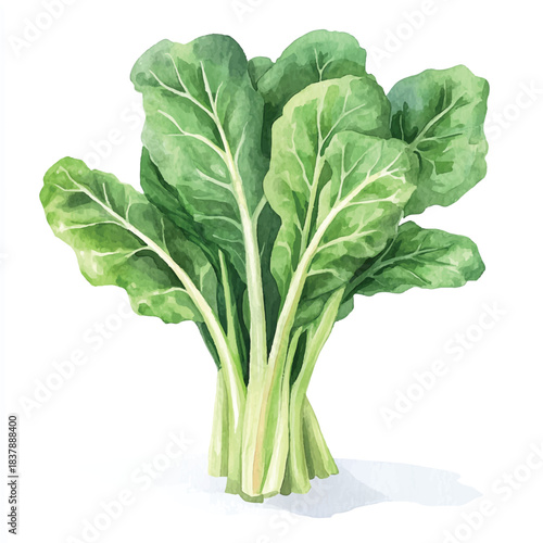 Fresh Green Spinach Leaves Watercolor Illustration on White Background