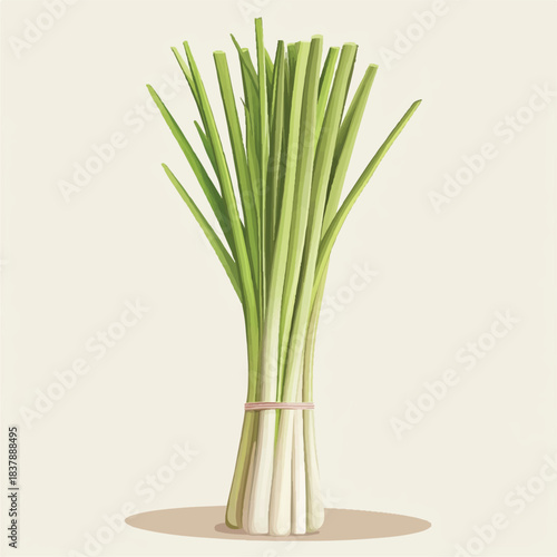 Fresh Lemongrass Stalks Tied Together.