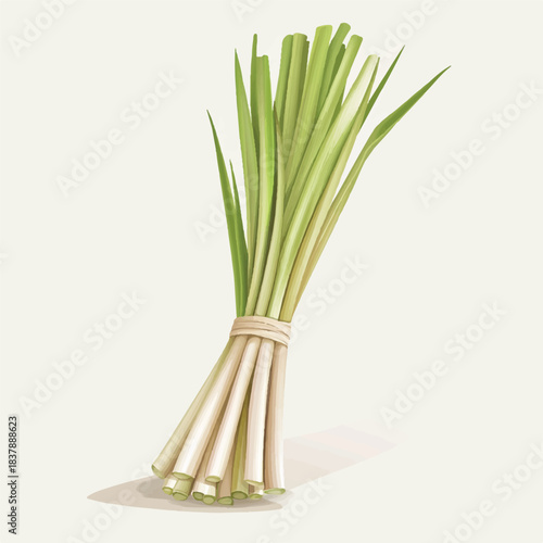 Fresh Lemongrass Stalks Tied Together.