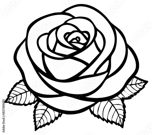Elegant rose illustration with leaves isolated on white