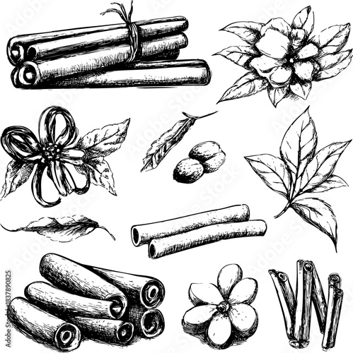 Hand-drawn illustrations of cinnamon sticks and flowers emphasizing botanical details.