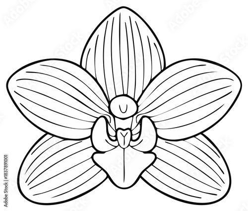 Elegant Line Art Orchid Flower Outline Design Botanical Illustration