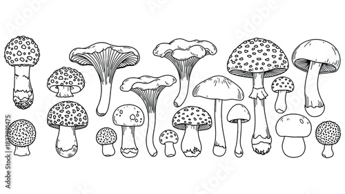 Mushroom outline drawing vector illustration edible fungus