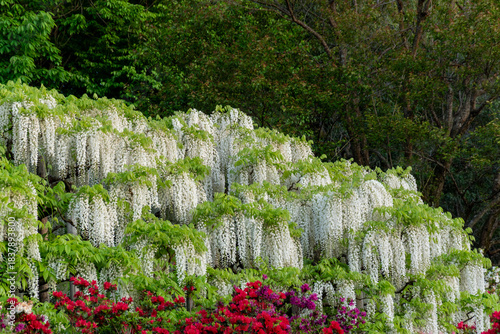 Wallpaper Mural 藤の花（あしかがフラワーパーク） Torontodigital.ca