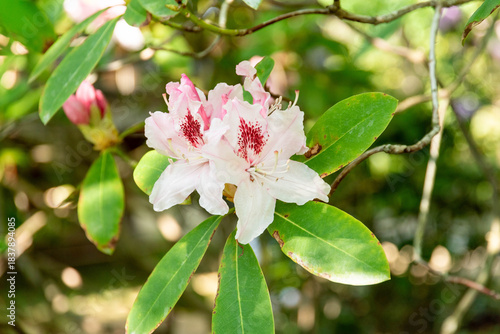 Wallpaper Mural ツツジの花（あしかがフラワーパーク） Torontodigital.ca