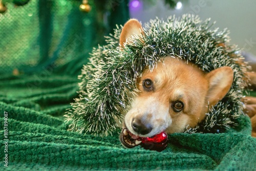 Festive Corgi Dog Playing with Christmas Ball on a Soft Green Plaid Near to Christmas Tree.