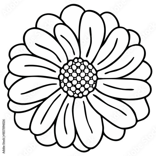Hand drawn daisy flower head line art. Simple black and white floral doodle illustration for coloring.