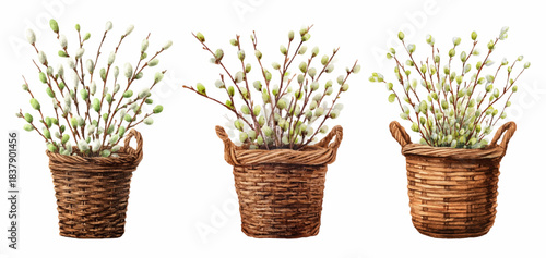 Watercolor Easter basket filled with willow branches and spring blossoms creates charming seasonal greeting card design with delicate pussy willow catkins and nest elements.