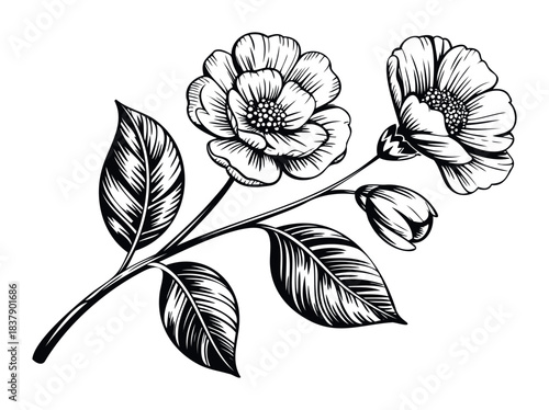 Vintage black and white line drawing of blooming flowers with leaves and buds on a branch, perfect for floral designs and natural themes