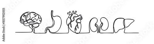 Continuous line drawing of human organs including brain, stomach, heart, kidneys, and liver symbolizing health and medicine, perfect for medical graphics and educational materials.