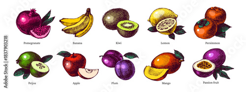 Sketch colorful fruit set. Whole with cut half. Superfood nutrition, packaging design, menu, farm market concept. Hand drawn engraving vector isolated illustration.